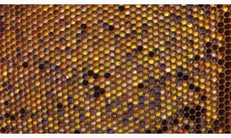 Мед в сотах 2025 года сбора - фото № 6