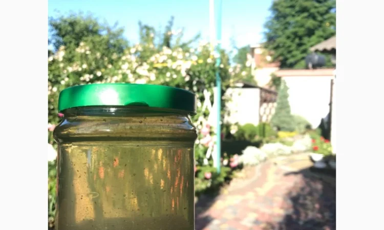 Мед акація 2024 року - фото № 1