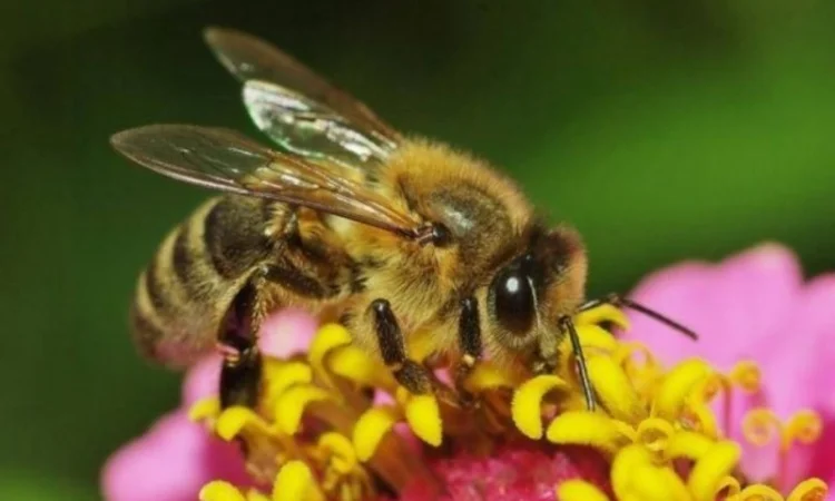 Натуральный мёд с пасеки – ароматный и полезный - фото № 2