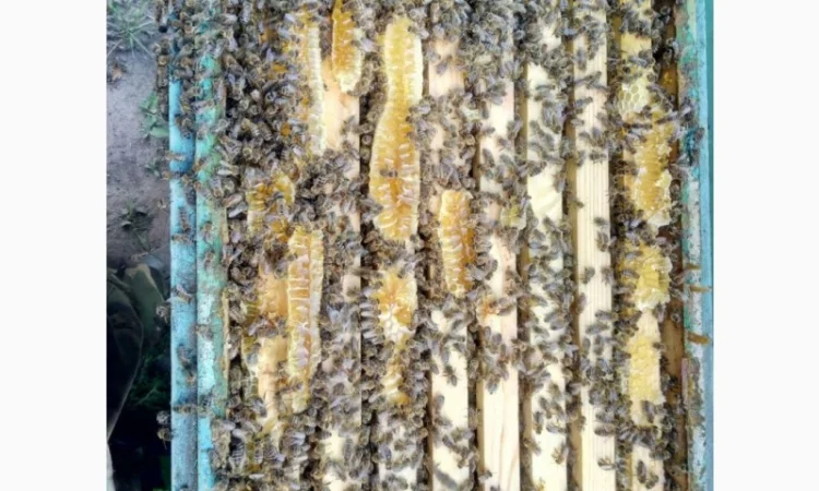 Продается мед разнотравья - фото № 3