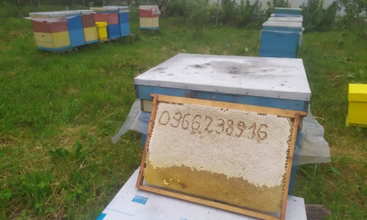 Мед травневый и с разнотравья - фото № 1