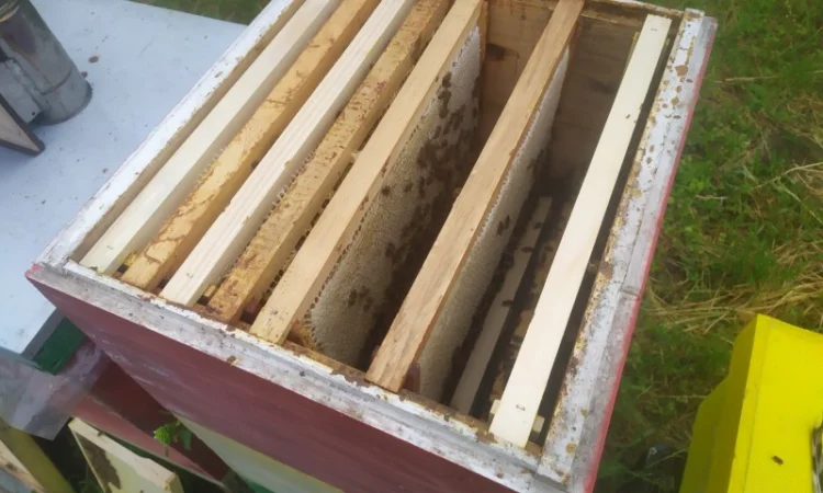 Мед травневый и с разнотравья - фото № 2