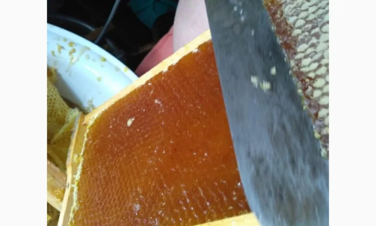 Пропонується натуральний липовий мед з різнотрав'ям 2023 року - фото № 1