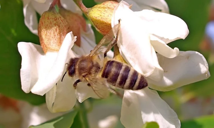 Продам мед з власної пасіки АКАЦІЯ БІЛА (ПАДЕВИЙ) 2023 РІК - фото № 1
