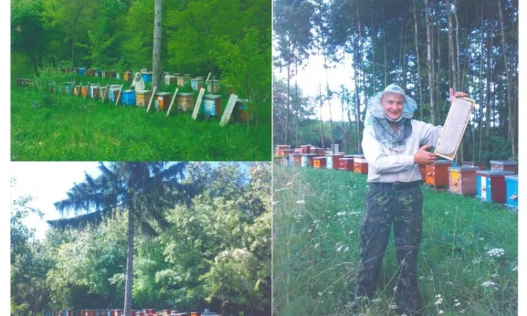 Продам мед з власної пасіки АКАЦІЯ БІЛА (ПАДЕВИЙ) 2023 РІК - фото № 2