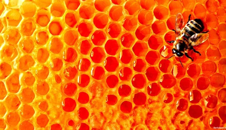 Стільниковий мед АКАЦІЯ БІЛА 2023 року з власної пасіки - фото № 1