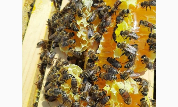 Мёд из семейной пасеки в пойме реки Мжа - фото № 3