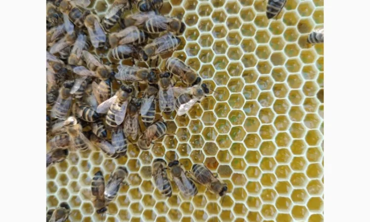 Продам мед і крем-мед різних смаків - фото № 4