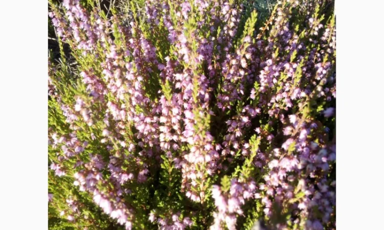 Продам натуральный вересковый мёд - фото № 1