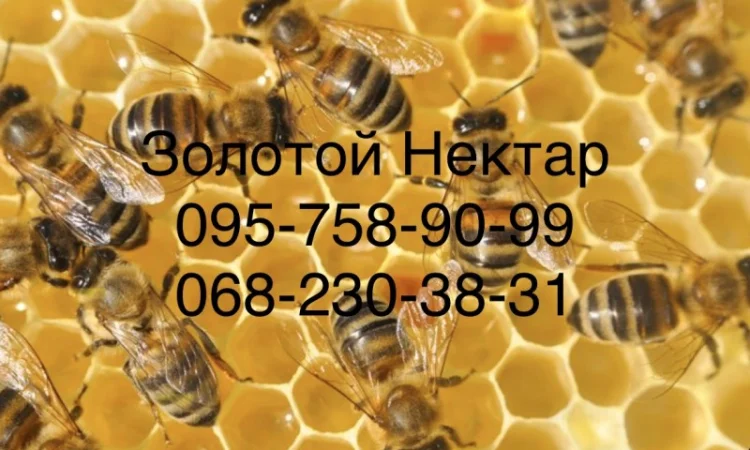 Закупаем мёд оптом от 300 кг – компания «Золотой Нектар» - фото № 1