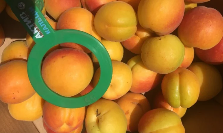 Продаємо абрикос товарний і на переробку. Врожай 2025 р Реєструємо ПДВ - фото № 1