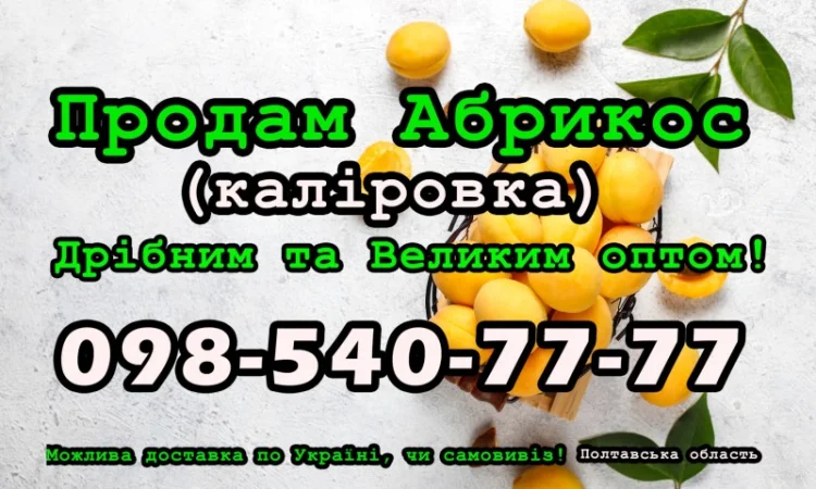 Продам Абрикос (каліровка) 2024 року урожаю - фото № 1