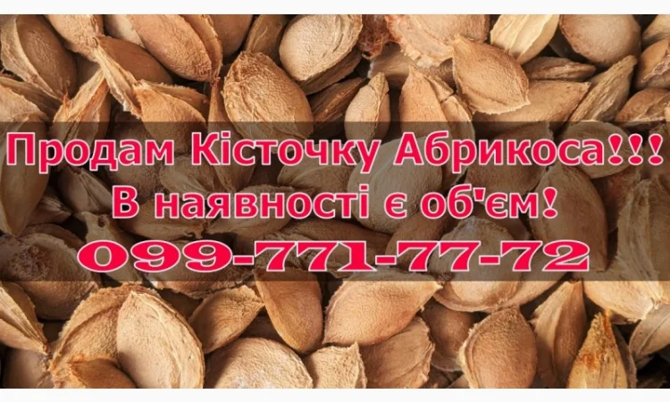 Продам Кісточку абрикоса - фото № 1