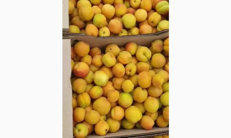 Закуповуємо абрикос на переробку - фото № 1