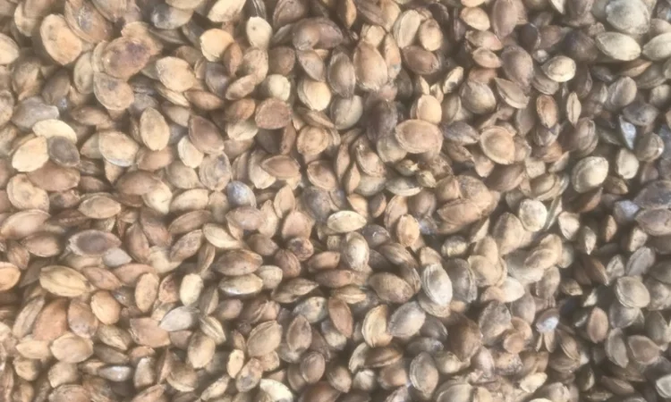 Продам кістку абрикоса - фото № 1