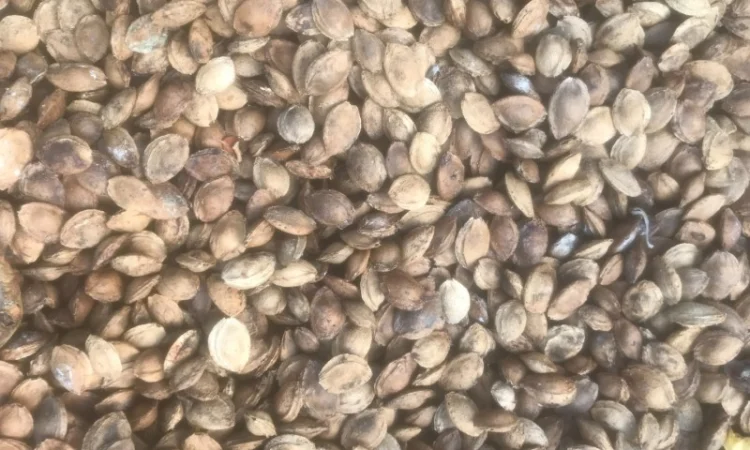 Продам кістку абрикоса - фото № 2