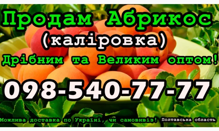 Реалізую Абрикос Каліровка, цього сезону - фото № 1