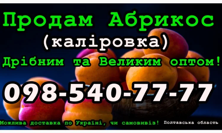 Реалізую Абрикос Каліровка, на постійній основі, свіжий урожай - фото № 1