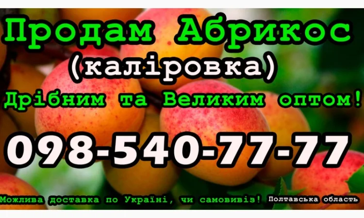 Продаю Абрикос на постійній основі - фото № 1