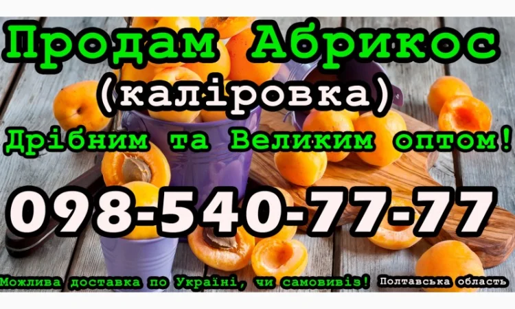 Продаю Абрикос Каліровка, на постійній основі - фото № 1