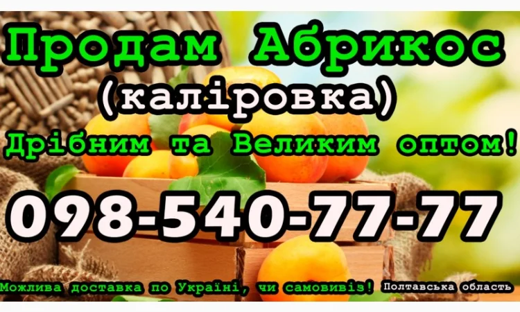 Продам Абрикос Каліровка, великим та малим оптом, на договірних умовах - фото № 1