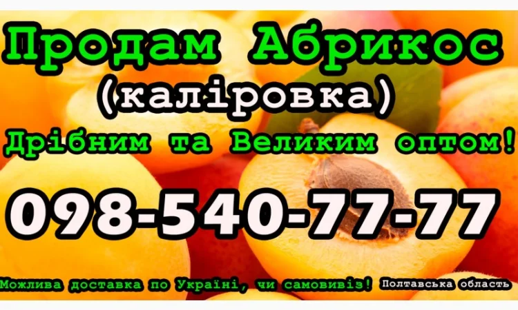Продаю Абрикос Каліровка, сезон 2024 - фото № 1
