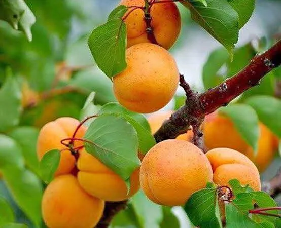 Абрикосы - фото № 2