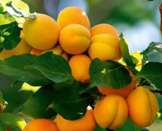 Абрикосы - фото № 4