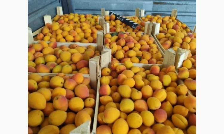 Продам абрикосы - фото № 1