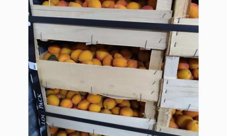 Продам абрикосы - фото № 2