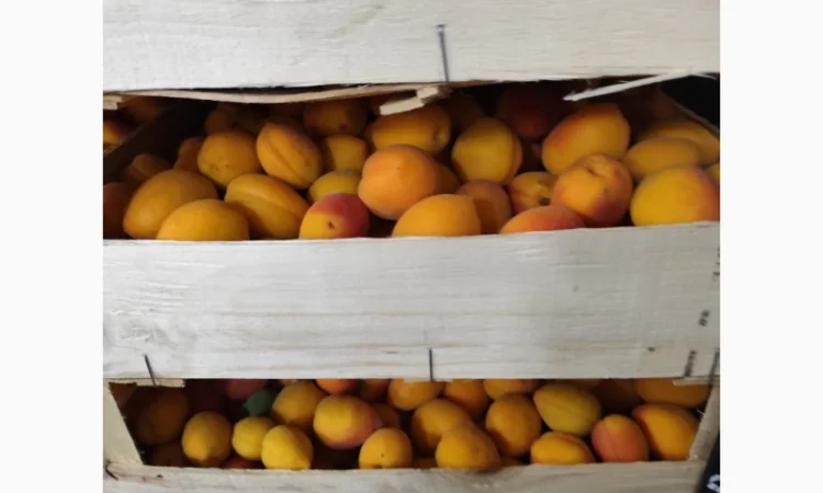 Продам абрикосы - фото № 3