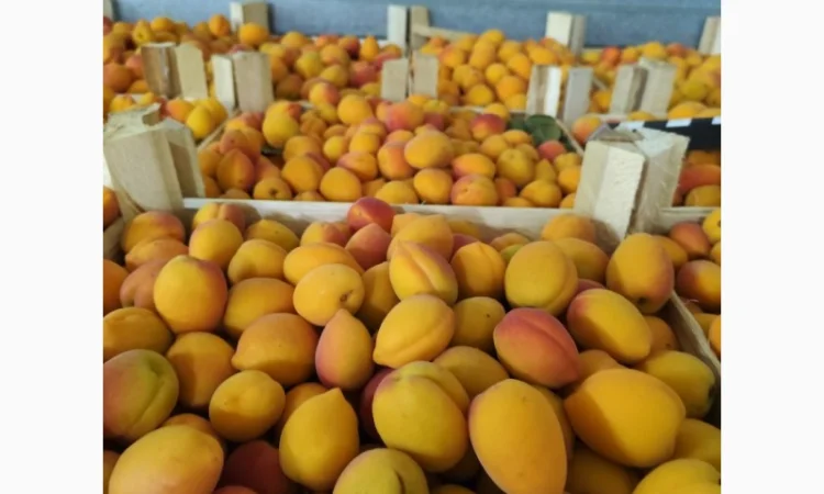 Продам абрикосы - фото № 4