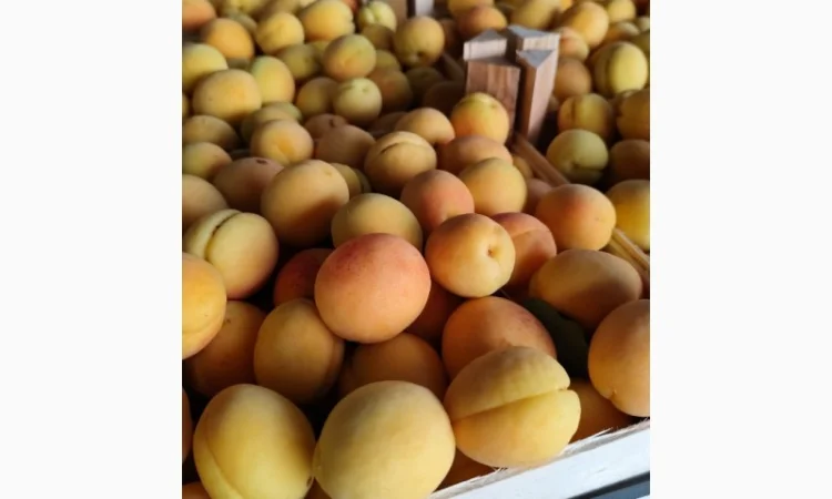 Продам абрикосы - фото № 5