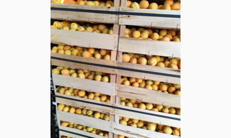 Продам абрикосы - фото № 7