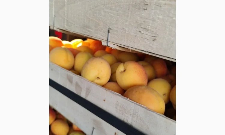 Продам абрикосы - фото № 8