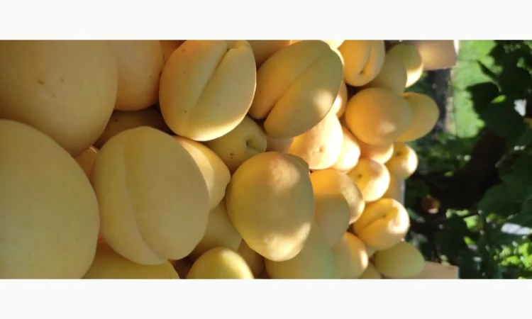 Продам абрикосы из Молдовы отличного качества - фото № 2