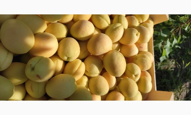 Продам абрикосы из Молдовы отличного качества - фото № 3