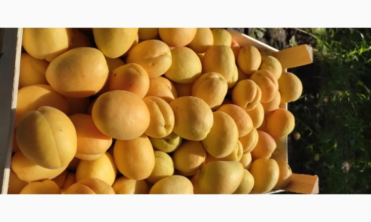 Пропонуються абрикоси відмінної якості з Молдови - фото № 4