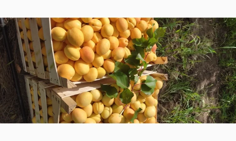 Продам абрикосы из Молдовы отличного качества - фото № 4