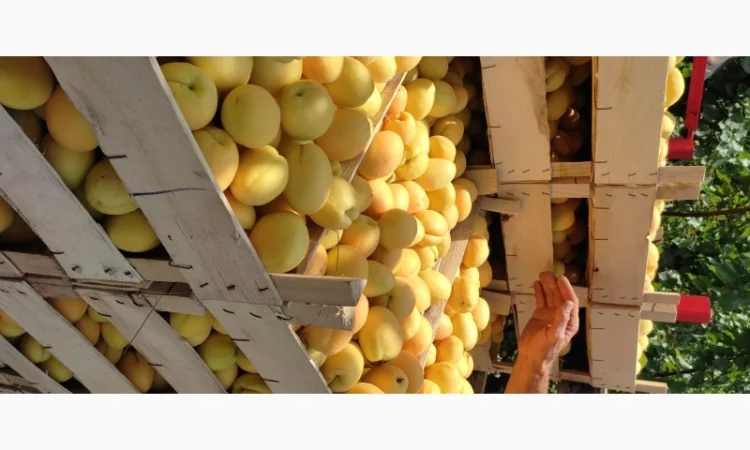 Продам абрикосы из Молдовы отличного качества - фото № 6