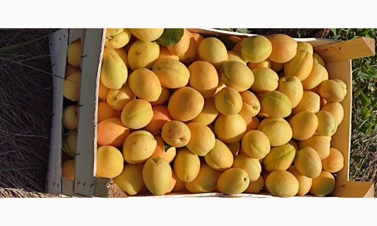 Продам абрикосы из Молдовы отличного качества - фото № 8