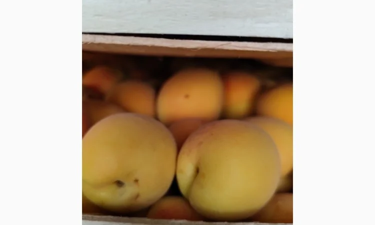 Продам молдавский абрикос - фото № 1