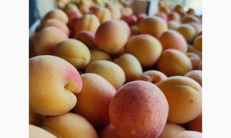 Продам молдавский абрикос - фото № 10