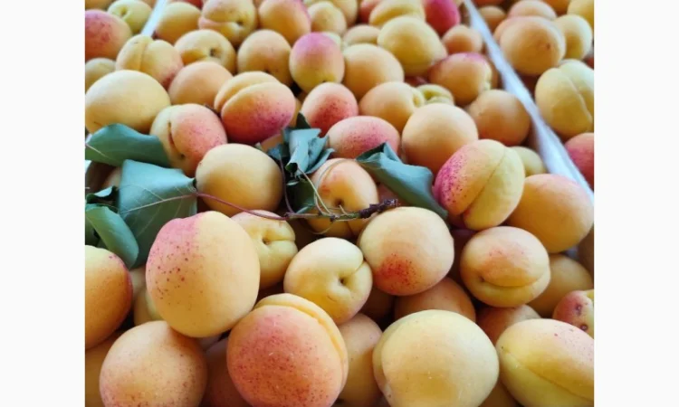 Продам молдавский абрикос - фото № 9