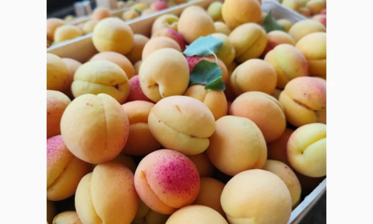 Продам молдавский абрикос - фото № 8