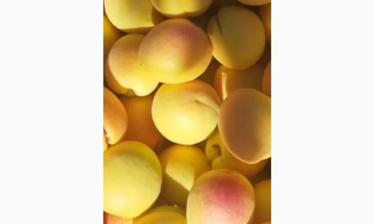 Продам молдавский абрикос - фото № 7