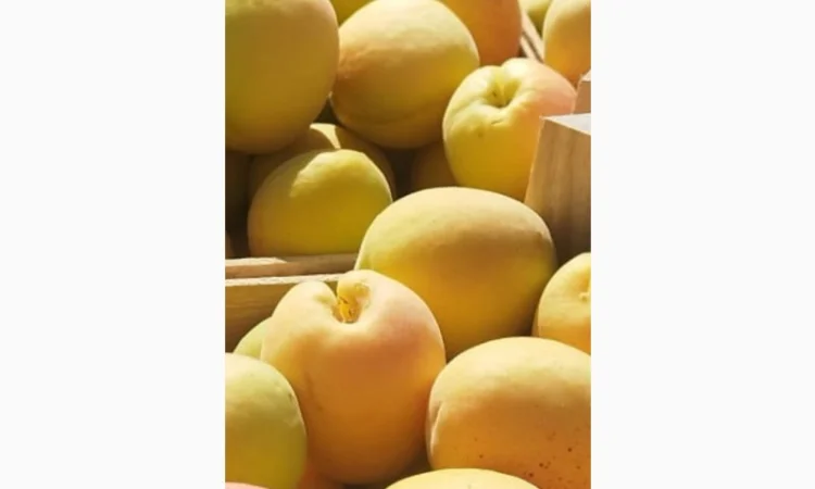 Продам молдавский абрикос - фото № 5