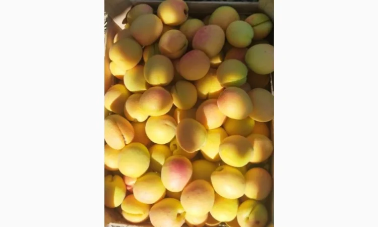 Продам молдавский абрикос - фото № 3