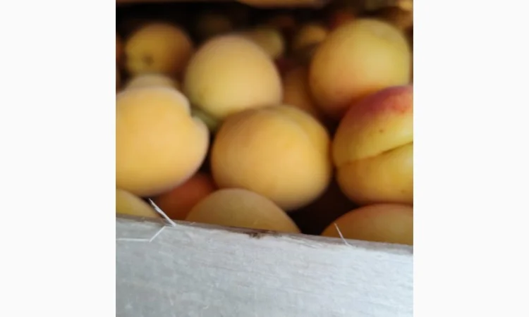 Продам молдавский абрикос - фото № 18