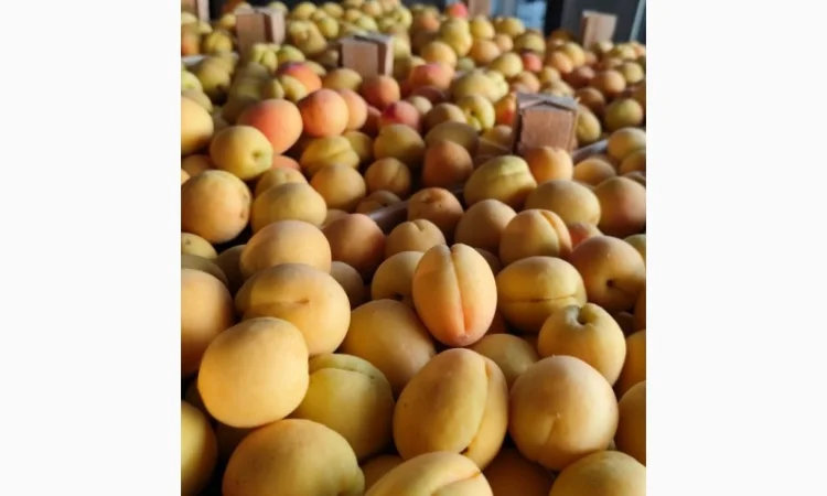 Продам молдавский абрикос - фото № 16